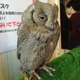 Image for article titled Who Thinks Japan's Owl Cafes Are a Hoot?